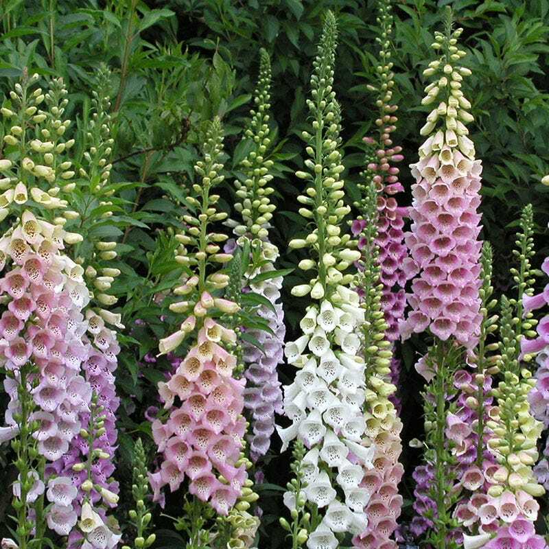 FOXGLOVE MIXED COLORS Sun/Shade HUMMINGBIRDS LOVE Biennial Non-GMO 500 Seeds!
