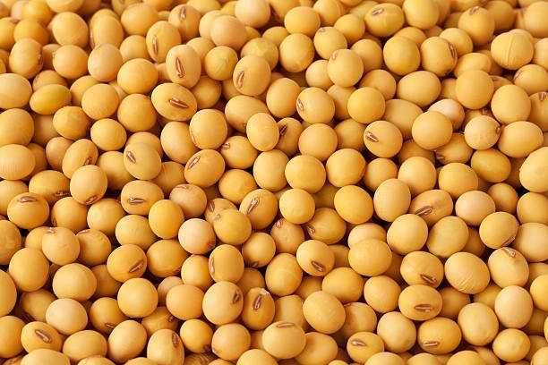 5 lb. Soybean Seeds for Wildlife Food Plots