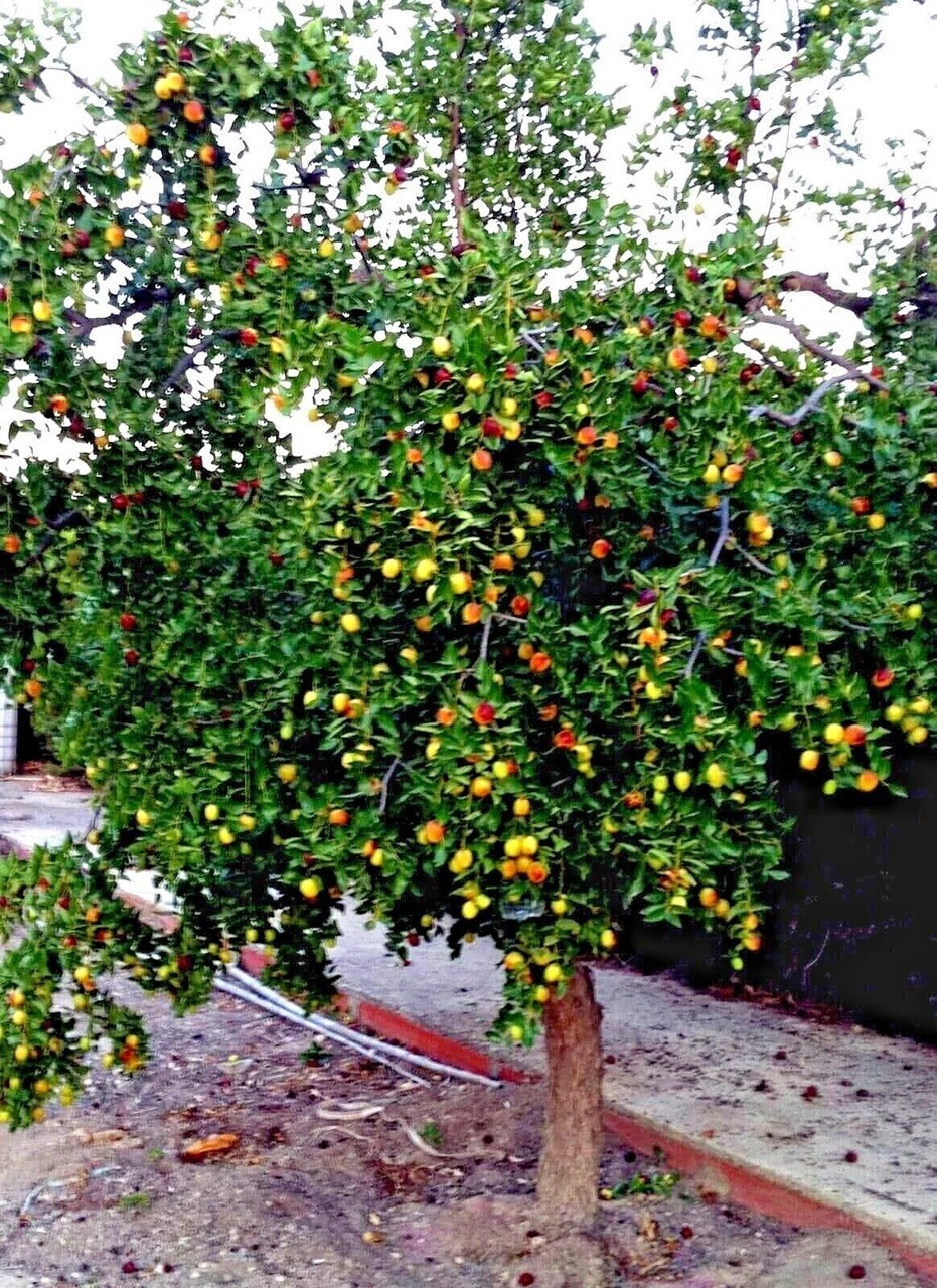 5+Jujube Seeds Fruit Tree Superfruit Ziziphus Jujube Fast Growing Free Shipping