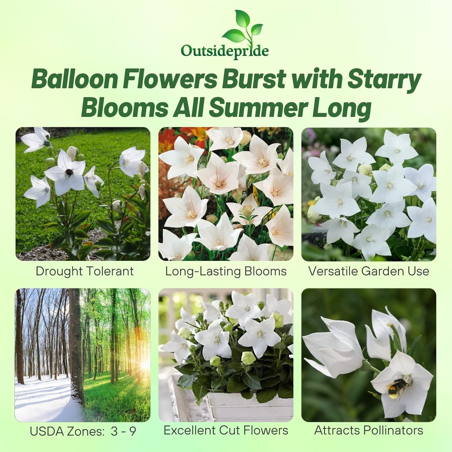 2000 Seeds White Balloon Flower Seeds – Platycodon Grandiflorus Flower Seed