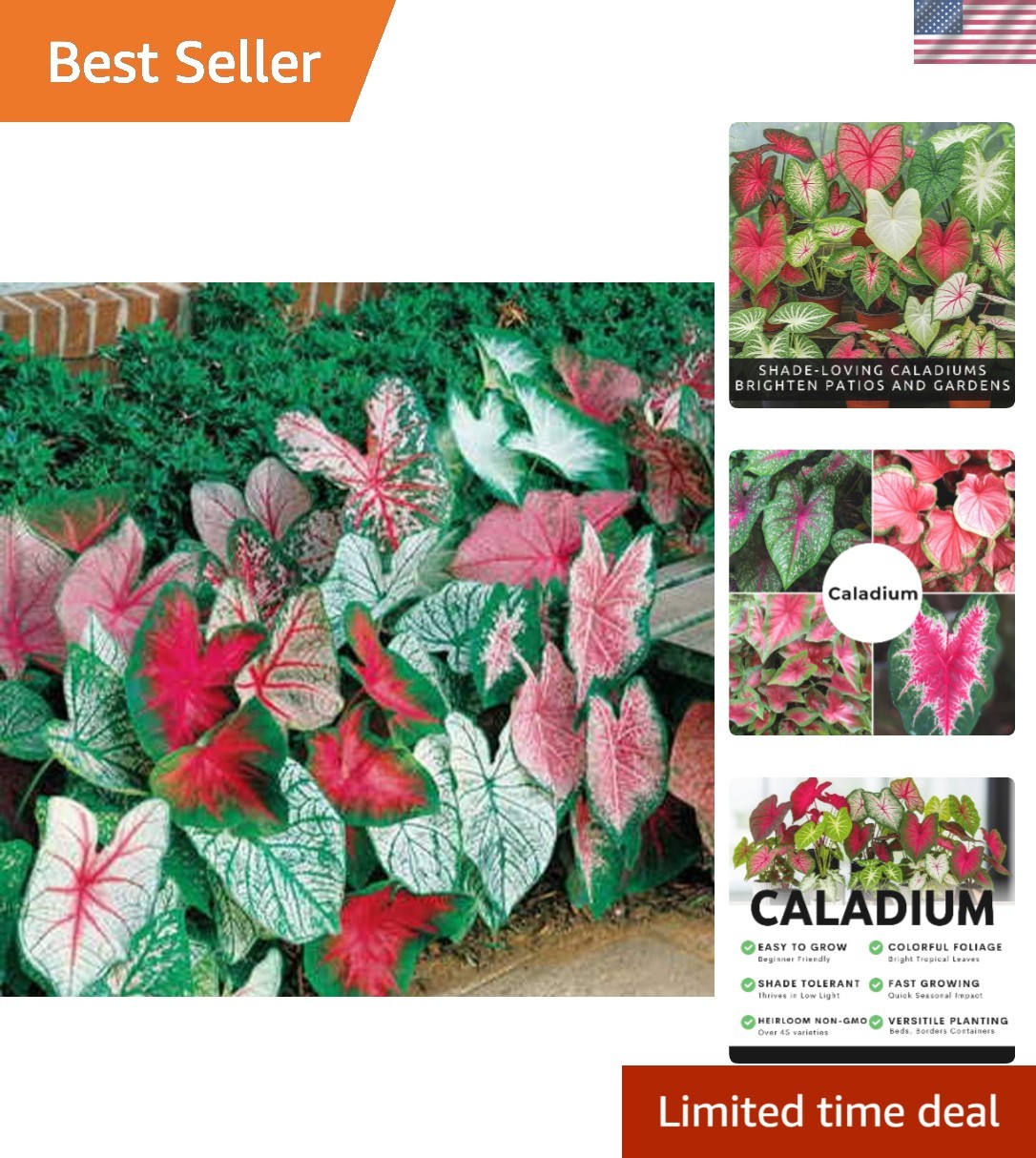 Exquisite Fancy Mix Caladium Bulbs – Pack of 10, Vibrant Indoor & Outdoor Decor
