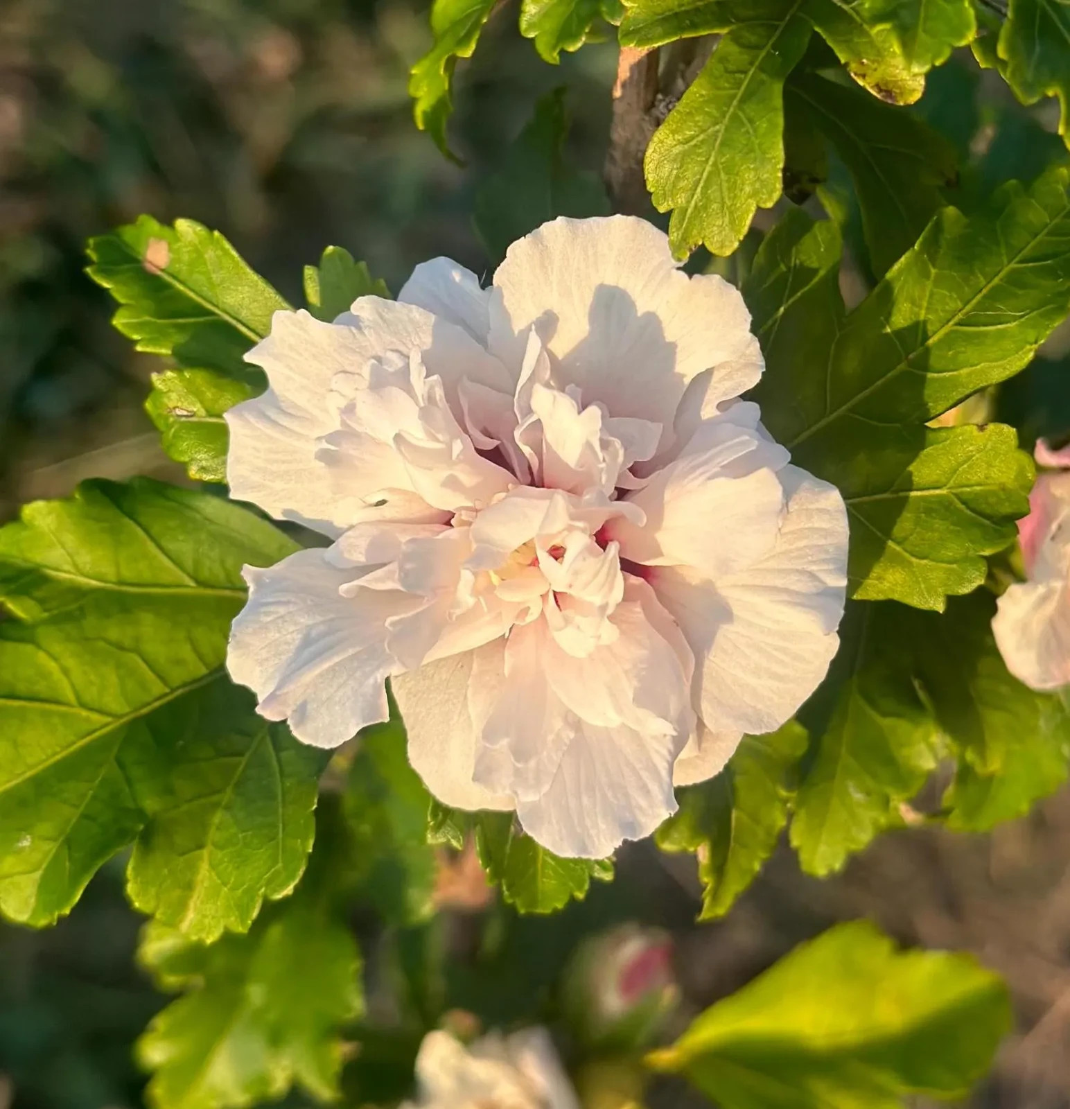 Althea (Hibiscus Syriacus) | 2 Bare-roots