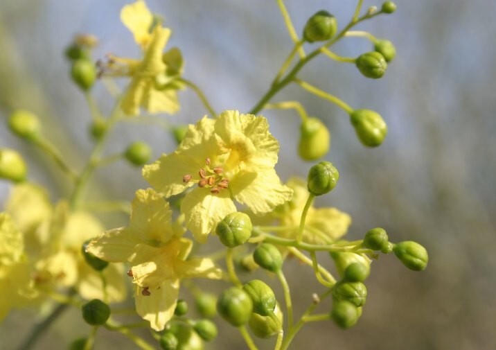 25 Seeds, Parkinsonia Forida, Blue Palo Verde, Green Trunk