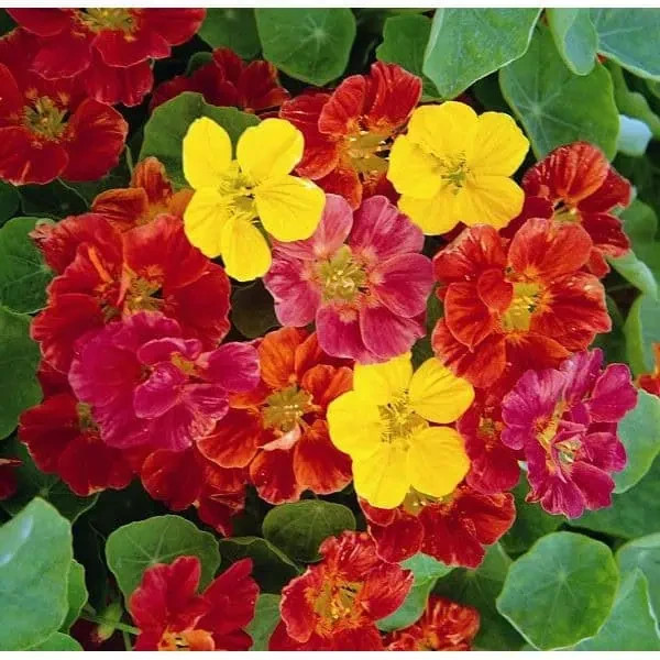 Nasturtium tall SINGLE blend Fragrant Hummingbirds 25 Seeds