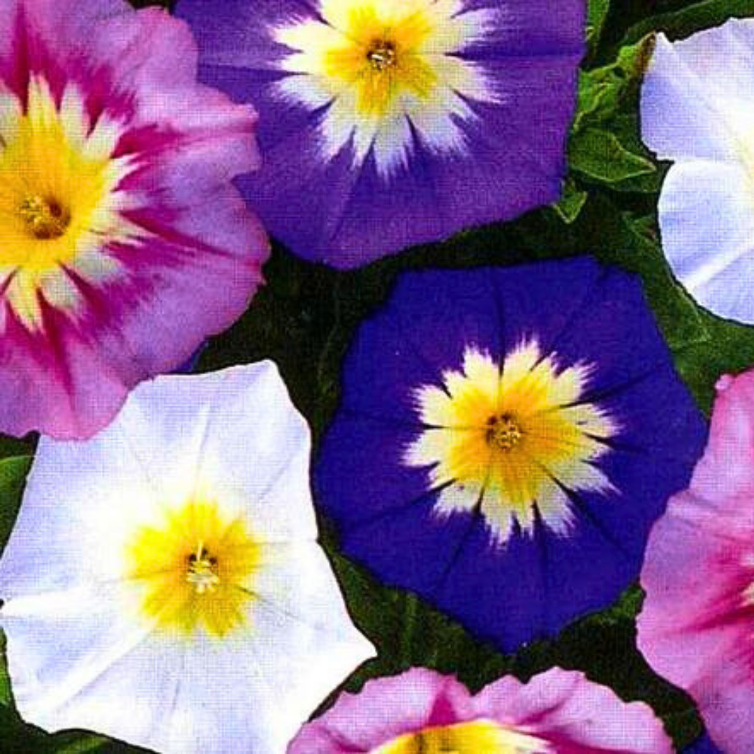 Fresh Dwarf Morning Glory Fairy Trumpets Seeds | Heirloom Non-GMO | Flower Seeds