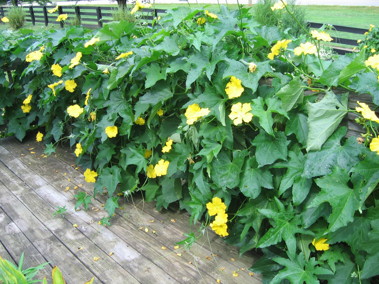 Long Vegetable Luffa Seeds High Yield (loofah sponge gourd, Luffa cylindrica)