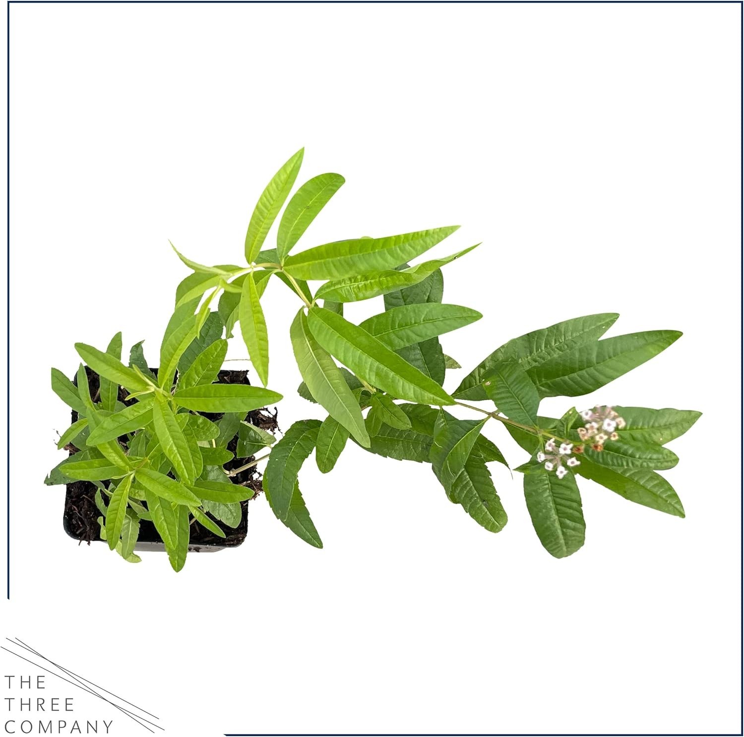 Live Aromatic and Edible Herb Lemon Verbena 4 Per Pack Naturally Improves S…