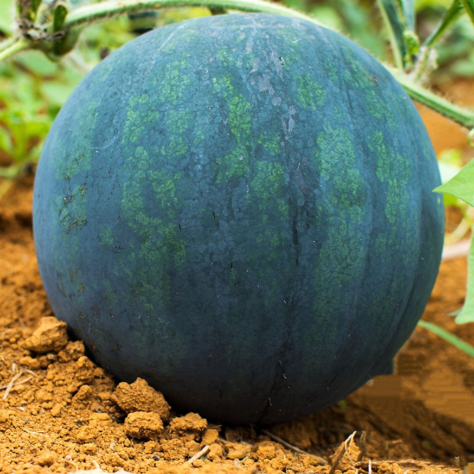 10+ Giant black watermelon seeds | Fruit | NON-GMO |