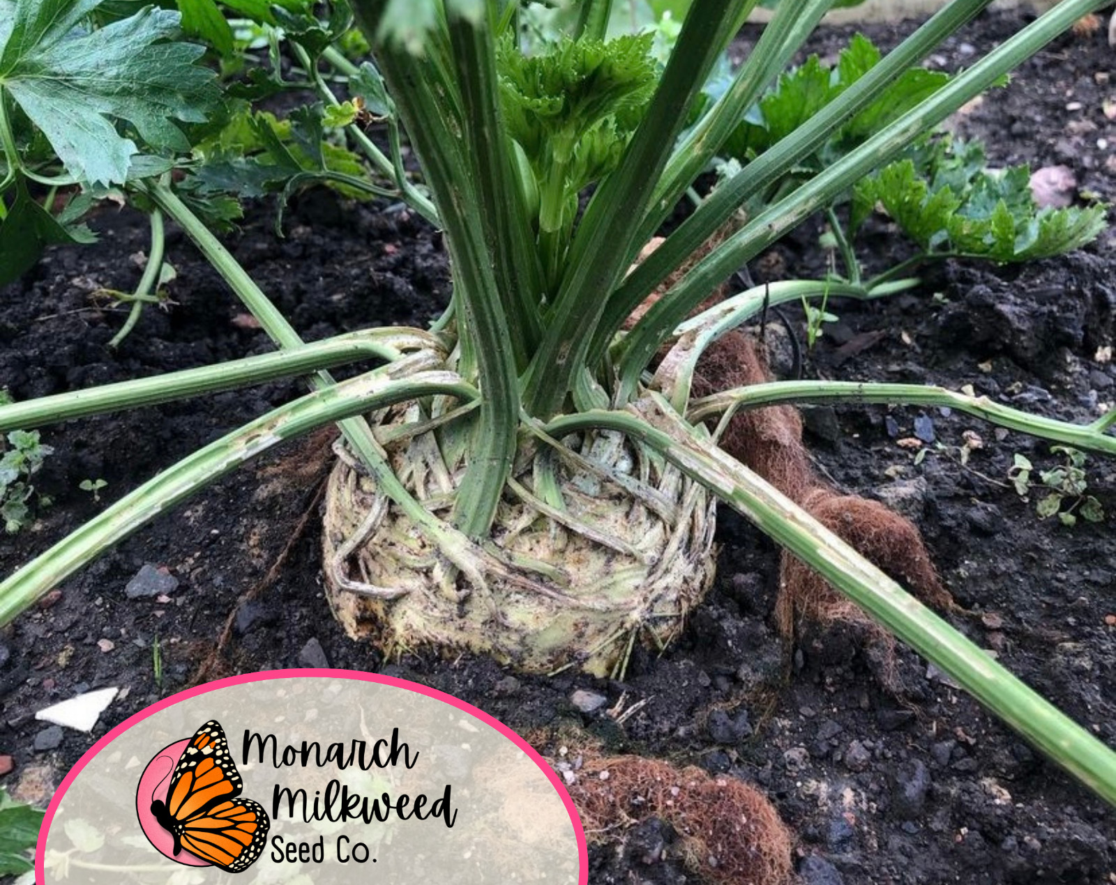 10400+ Celeriac Seeds ‘Giant Prague’ | Heirloom, Non-GMO, Vegetable Gardening