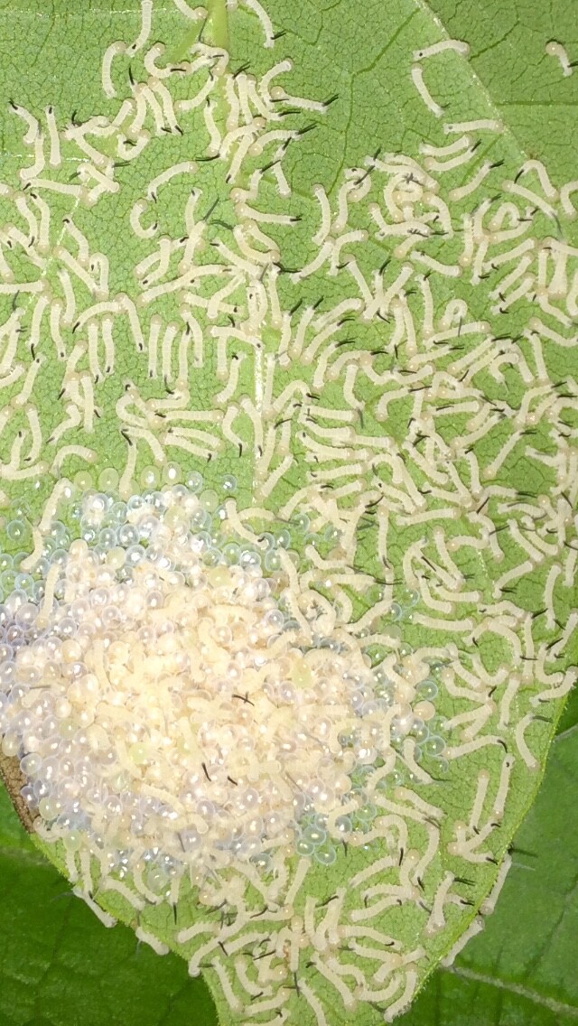 Catalpa, Southern Catalpa Tree Seeds, (For Raising Catalpa Worms) Catfish Candy