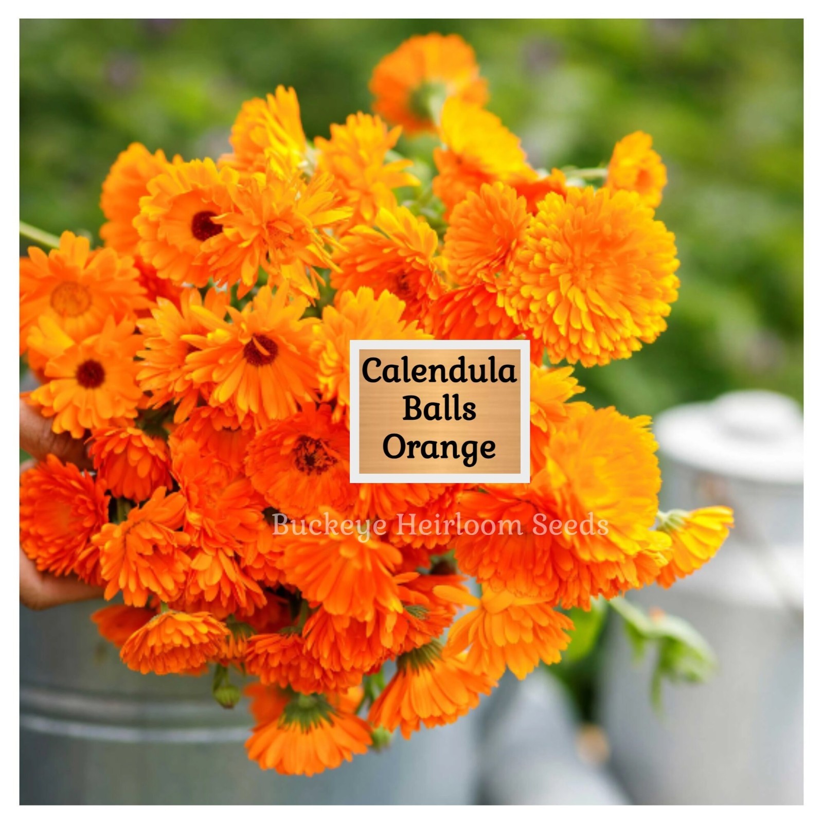 Calendula Flower Seeds – Ball’s Orange – 50 Healing Herb Seeds – Edible