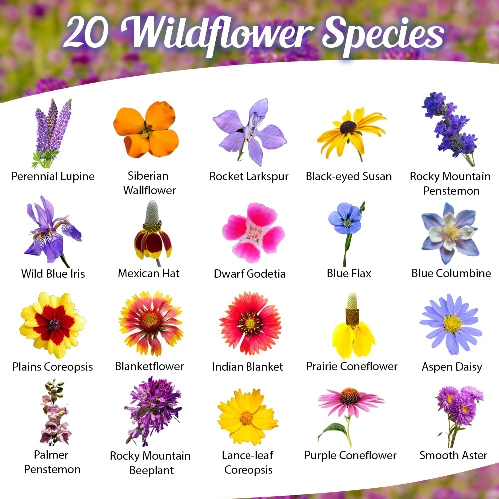 Rocky Mountain Wildflower Seed Mix 1oz – Premium Wildflower Seed Mix for High…