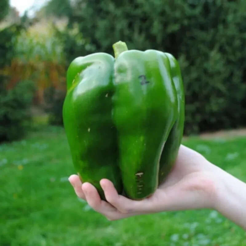 30+ EMERALD GIANT BELL PEPPER SEEDS – SWEET – NON GMO – HEIRLOOM – ORGANIC