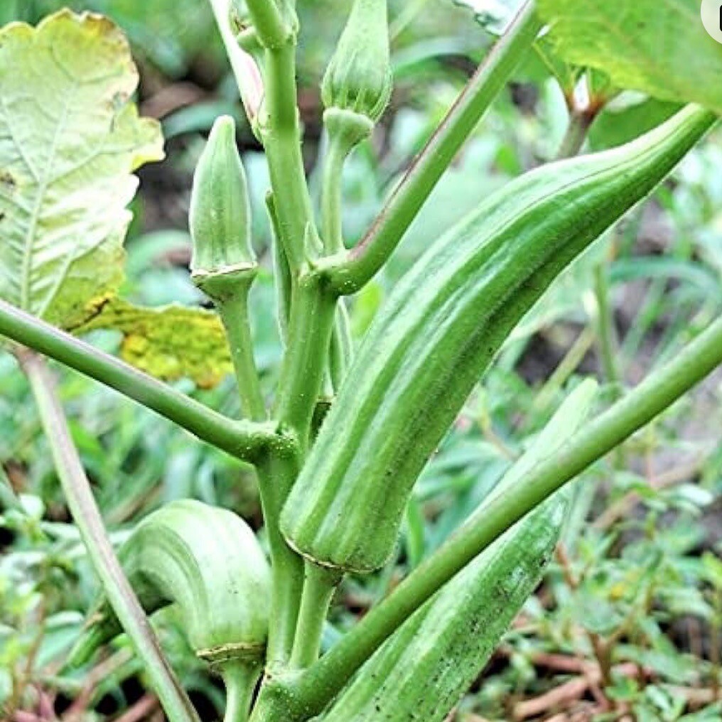 Long Pod Okra, 50+ Seeds. Heirloom~non-GMO. Fresh Seeds & Free Shipping.