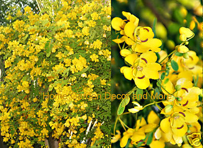 GOLDEN SHOWER TREE Cassia Bicapsulares 50 seeds Butterfly Bush Yellow Flowers