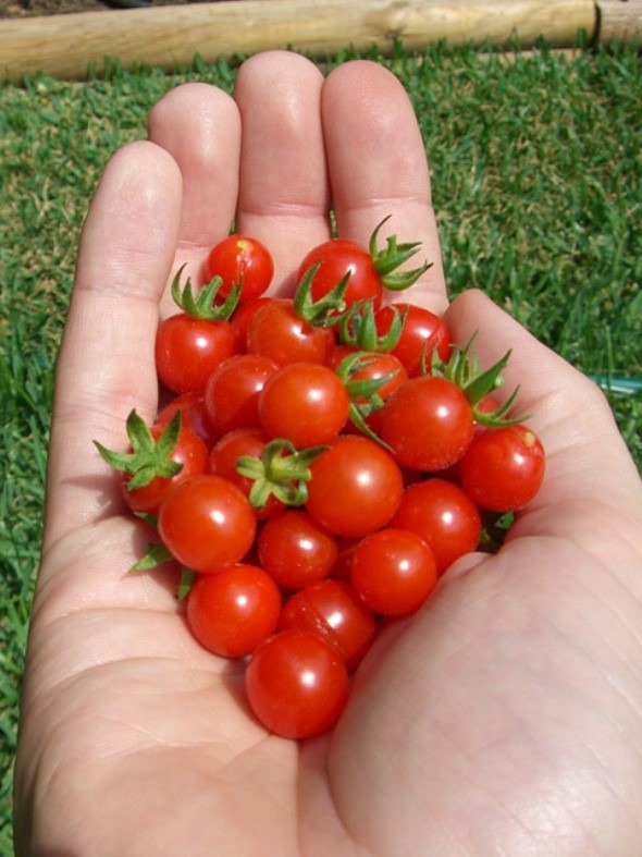 30 MATT’S WILD CHERRY TOMATO SEEDS ~ 2026 ~ heirloomseedguy ~ USA