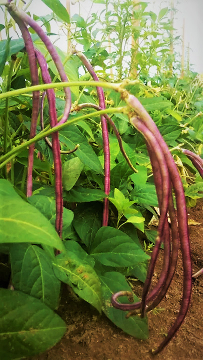 5 Colors Mix Yard Long Bean Seeds | Multi Variety Pole Asian Vegetable Seed 2023