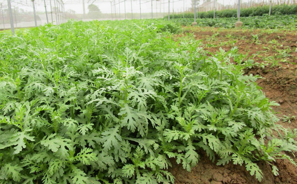 20 Gr (3500 Seeds) Chrysanthemum Greens Seeds for Planting, Tong Ho Choy Seeds