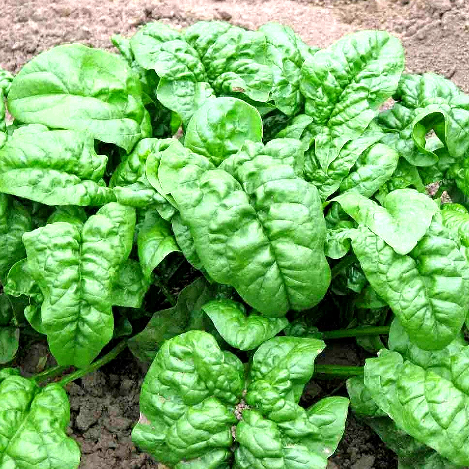 300+ SPINACH BLOOMSDALE SEEDS AUTUMN GIANT GARDEN VEGETABLE SALAD HEIRLOOM USA