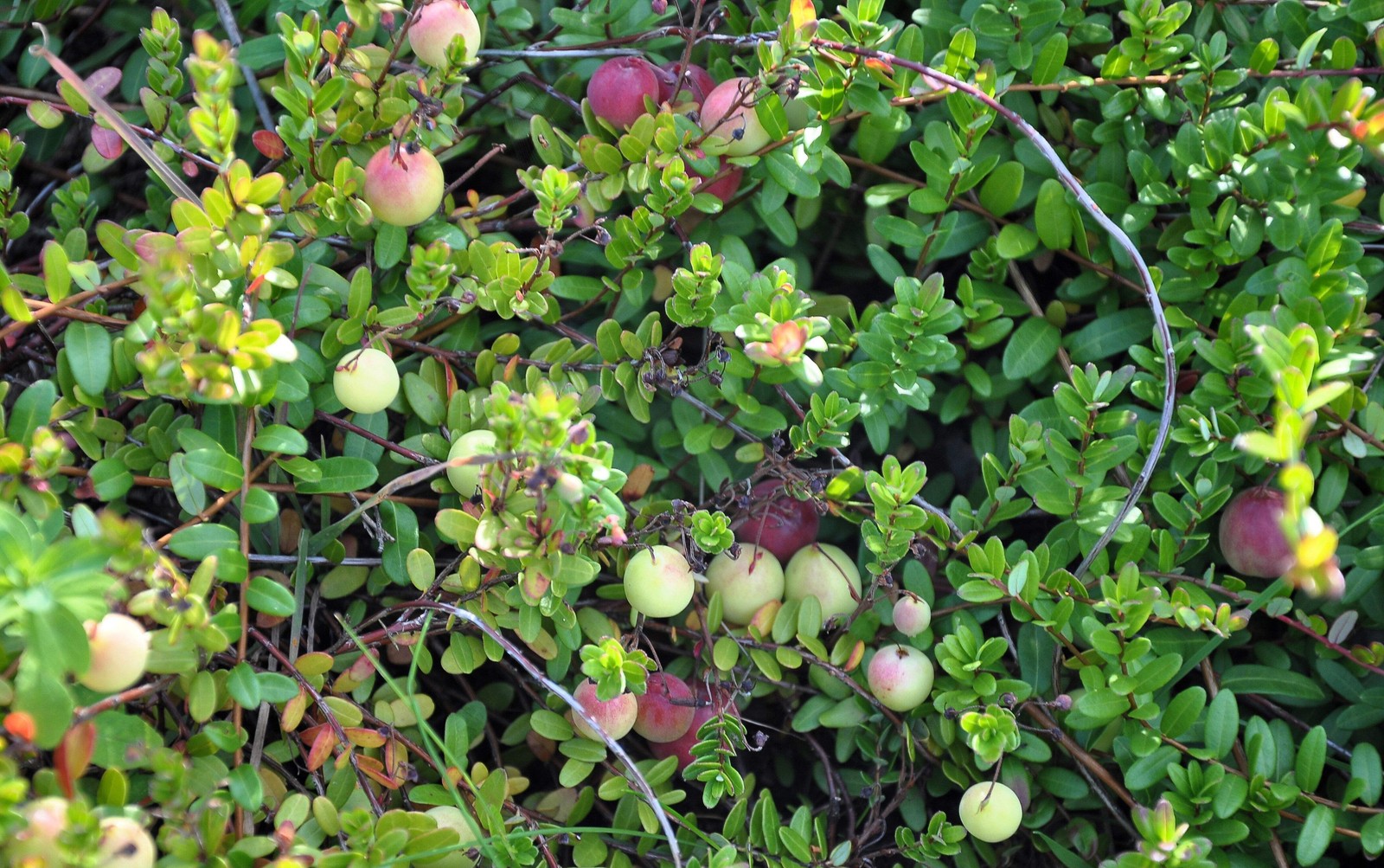 100 Perennial CRANBERRY American Vaccinium Macrocarpon Red Fruit Bush Seeds