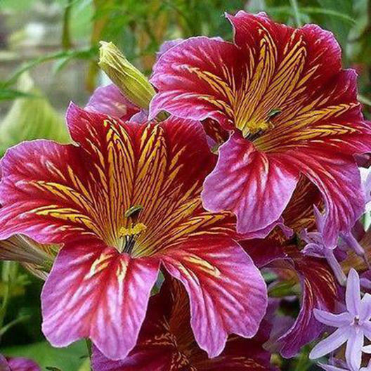 Painted Tongue SUPERBISSIMA Mix HEIRLOOM salpiglossis Non-GMO 500 Seeds