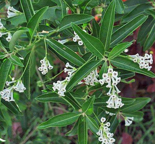 Cestrum diurnum | China Berry | White Chocolate Cestrum | 5 Seeds