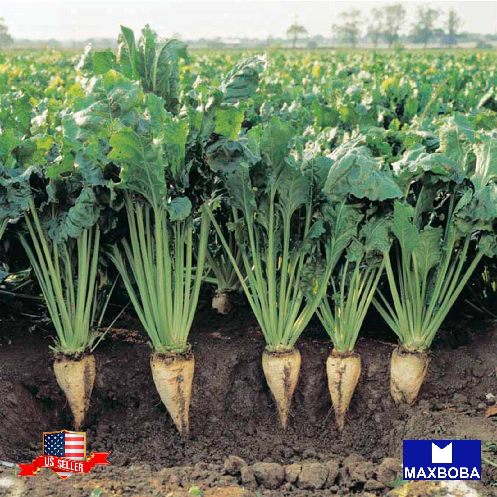 50 Sugar -Beta vulgaris Beet Fresh Seeds -Non-GMO Heirloom Vegetable