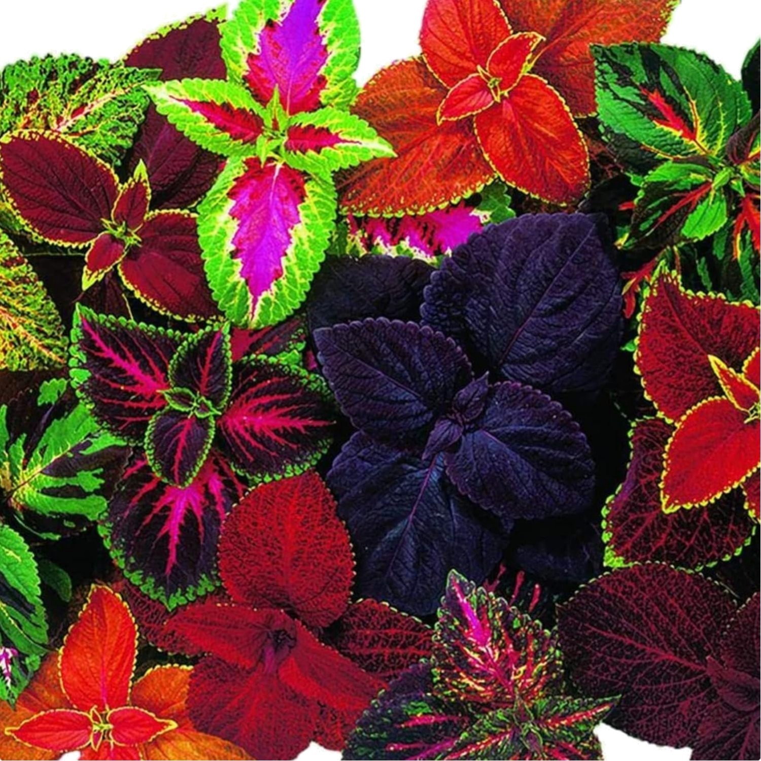 Giant Exhibition Coleus Seeds – Pack of 20 for Lush Indoor & Outdoor Foliage