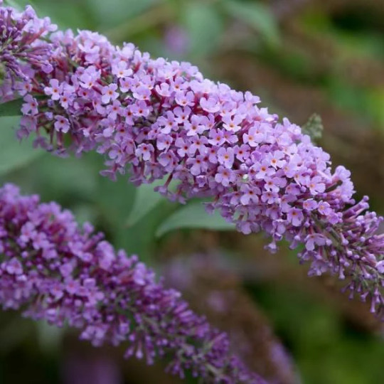 Butterfly Bush / Buzz Live Plant, Long-blooming & Easy to Grow 3-4″ Pot