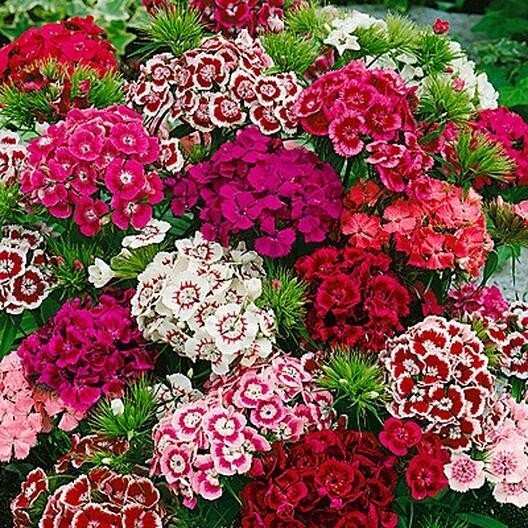 75+ Sweet William Super Duplex Mix seeds