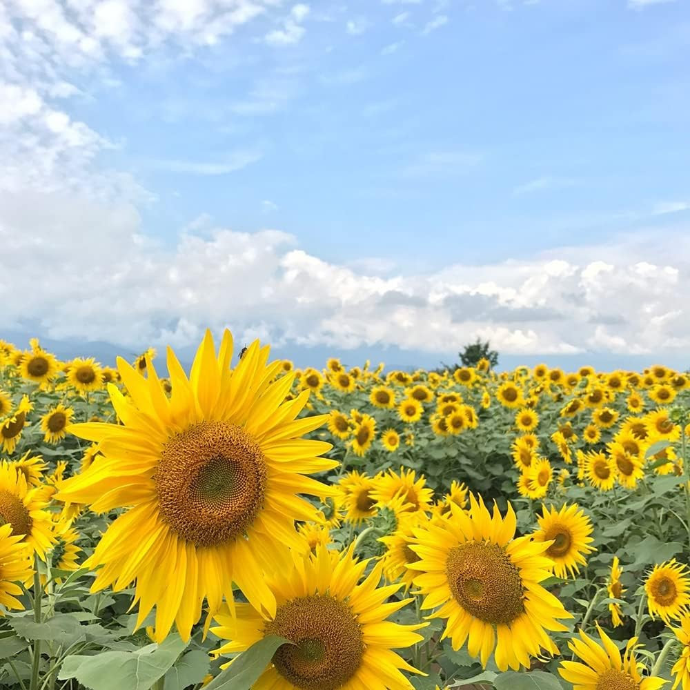 1000+ Sunflower Seeds for Planting Heirloom Non-Gmo, Bulk Package of 15 Varietie