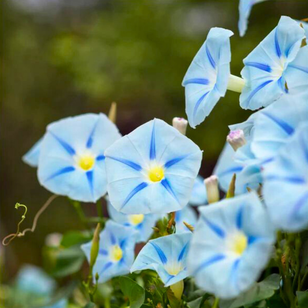 Fresh Premium Morning Glory Seeds | Blue Star | Heirloom Non-GMO | Flower Seeds
