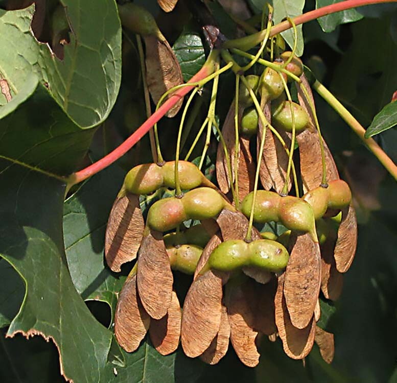 Sugar Maple, Acer saccharum, Tree Seeds