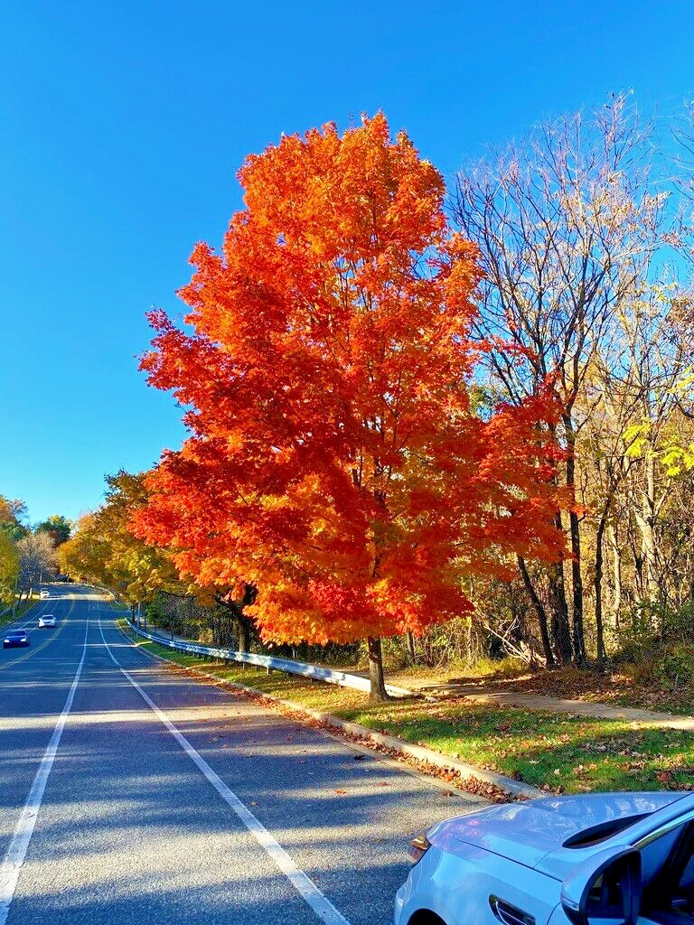 Southern Sugar Maple Tree | Premium Seeds | Acer saccharum ‘Summer’ | Plants’®