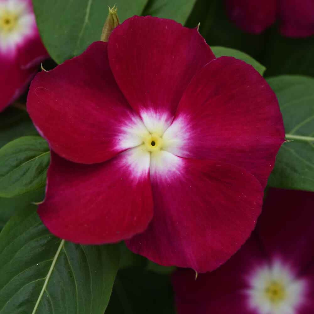 50 Seeds Drought Tolerant Burgundy Vinca Flower & Ground Cover Plant Seed