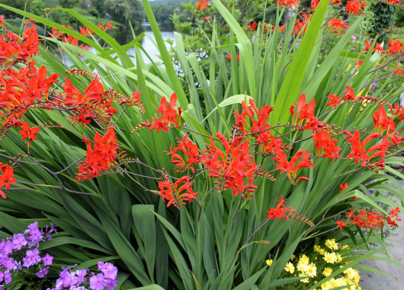 10 RED LUCIFER CROCOSMIA Crocosmia Masoniorum Flower Seeds