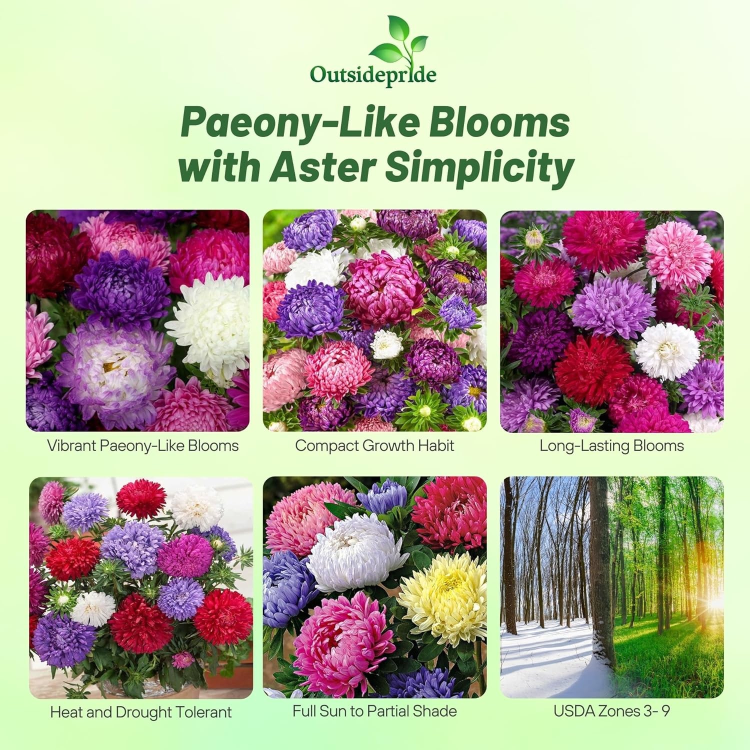 1000 Seeds Paeony Aster Seed Mix For Planting – Aster Callistephus Tall