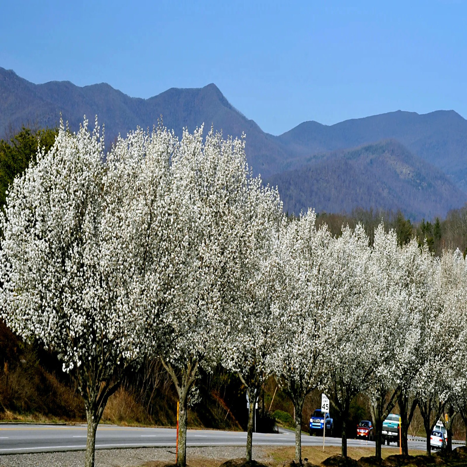 Bradford Pear Tree Seeds (Pyrus calleryana) “Callery” Fast Cold Hardy to Zone 4