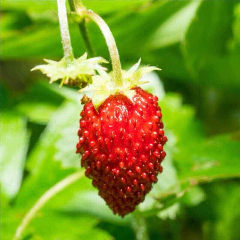 100+ Wild Strawberry Seeds – Baron (Fragaria Vesca Baron Solemacher) Groundcover