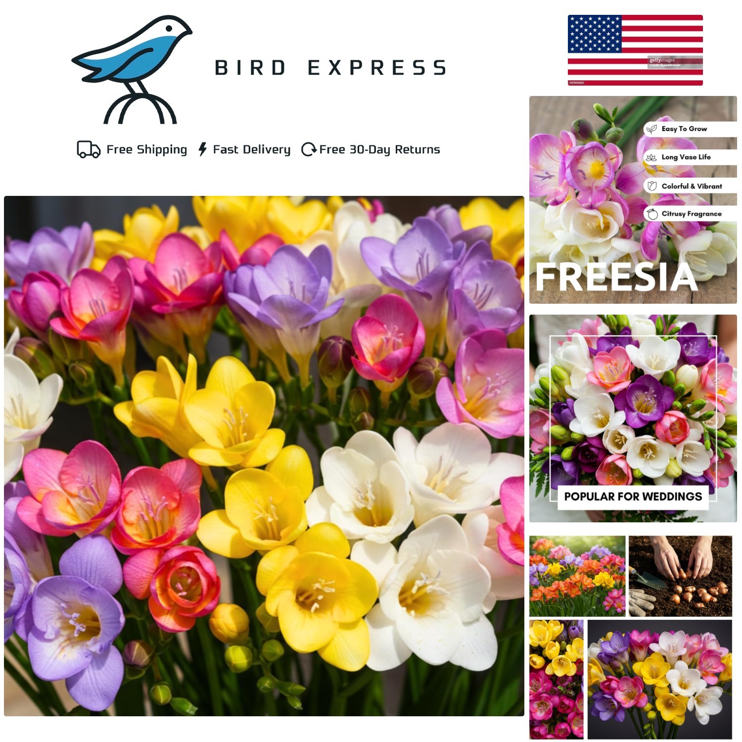 10 Freesia Bulbs – Beautiful Mixed Colors for Outdoor & Container Growth