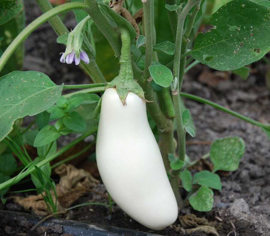 MPB#10 Casper Eggplant Seeds 25 thru 500 Seeds White Eggplant Seeds Egg Plant