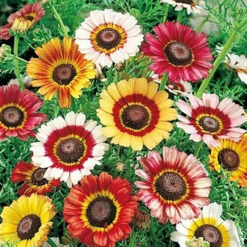 Painted Daisy Seeds | 100 – 2,000 Seeds | Free Shipping | Seed Store | 1179