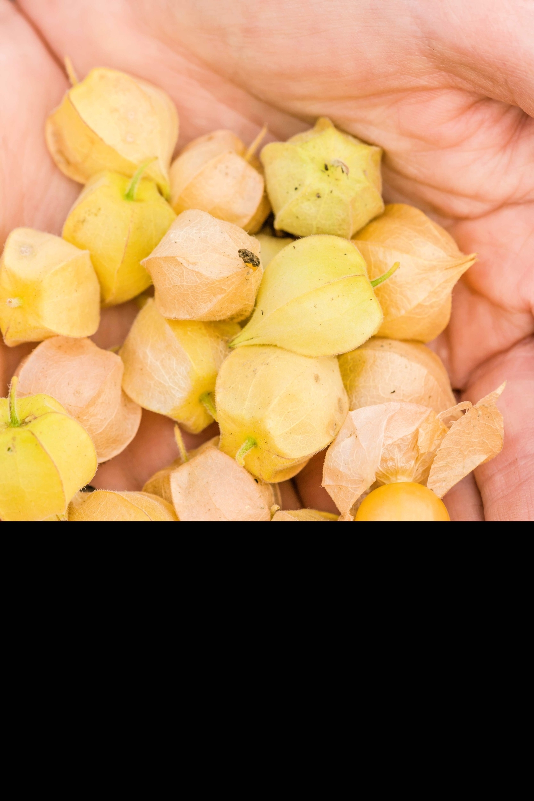 200 Organic GROUND CHERRY Physalis Pruinosa Golden Strawberry Vegetable Seeds