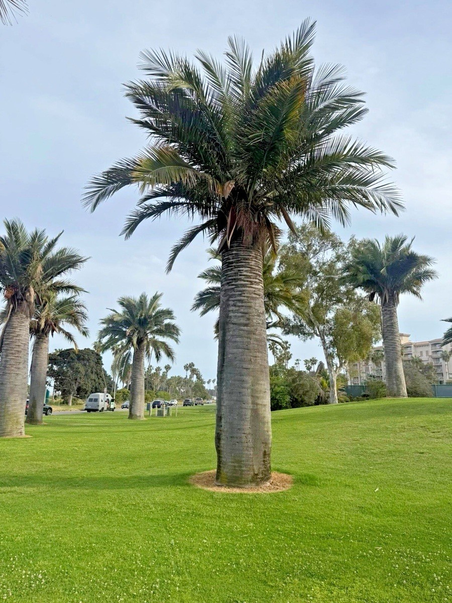 Extreme Cold Hardy 5F – Jubaea Chilensis – Chilean Wine Palm Tree – Fresh Seeds