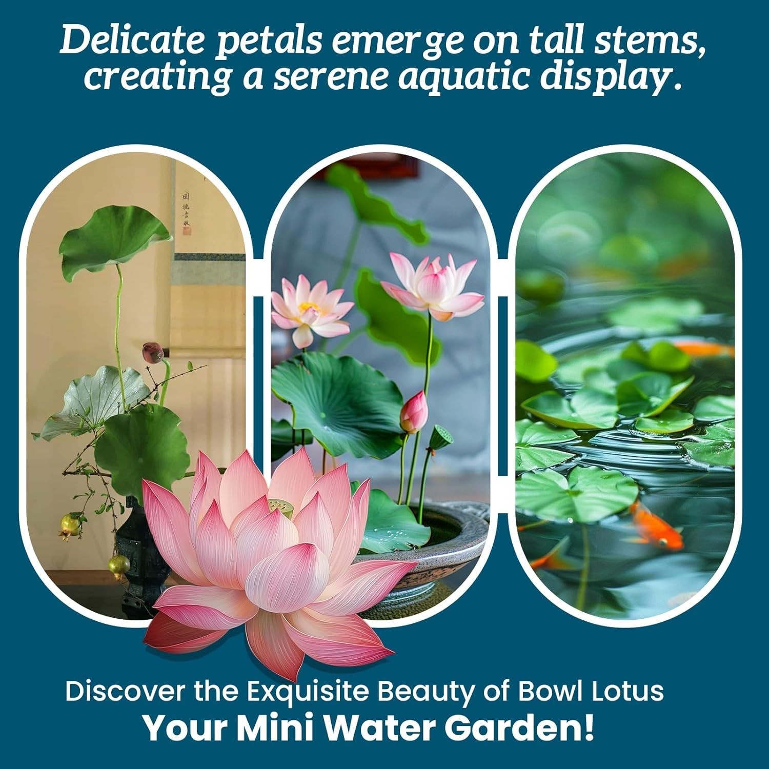 Water Lotus Seeds for Planting, 60 Mixed Bowl Lotus Seeds, Water Lily, Pond