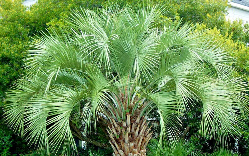 10 Jelly Pindo Palm Tree Seeds (Butia capitata) Cold Hardy Tropical Fruit Plant