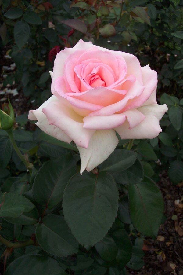 30+ Seeds|White Pink Hybrid Tea Flower Perennial Rose Seeds #1051