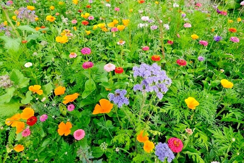2000+DEER PROOF Native Wildflower Mix 15 Different Flowering Annual Perennial