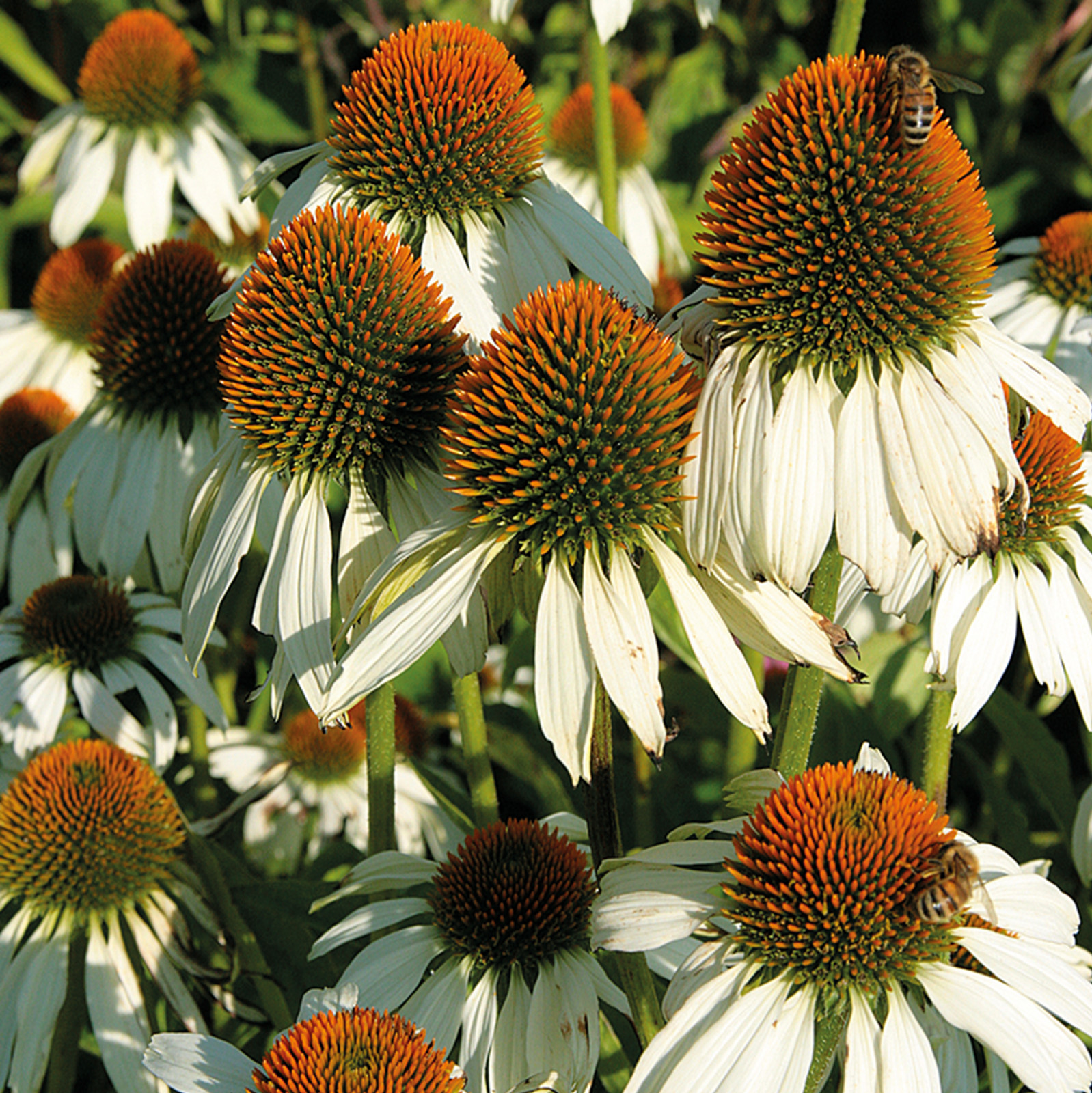 40 Seeds White Swan Coneflowers Echinacea Purpurea Alba~Beautifully Fragranced !