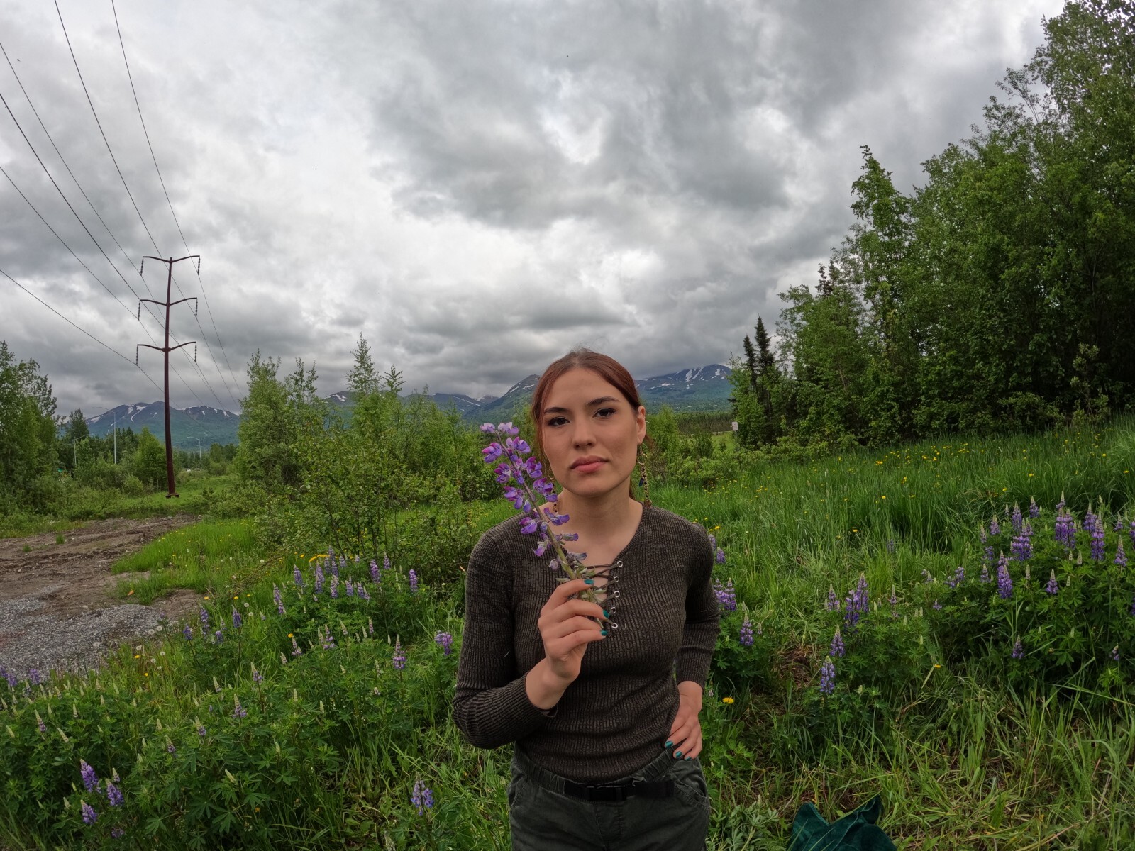 Lupine Alaska Wild Harvested Five Live Dormant Roots / Lupinus perennis